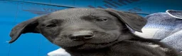 Labrador Retriever dogs for sale: Male Labrador Retriever Puppy 9 weeks old  in London - Advert 5