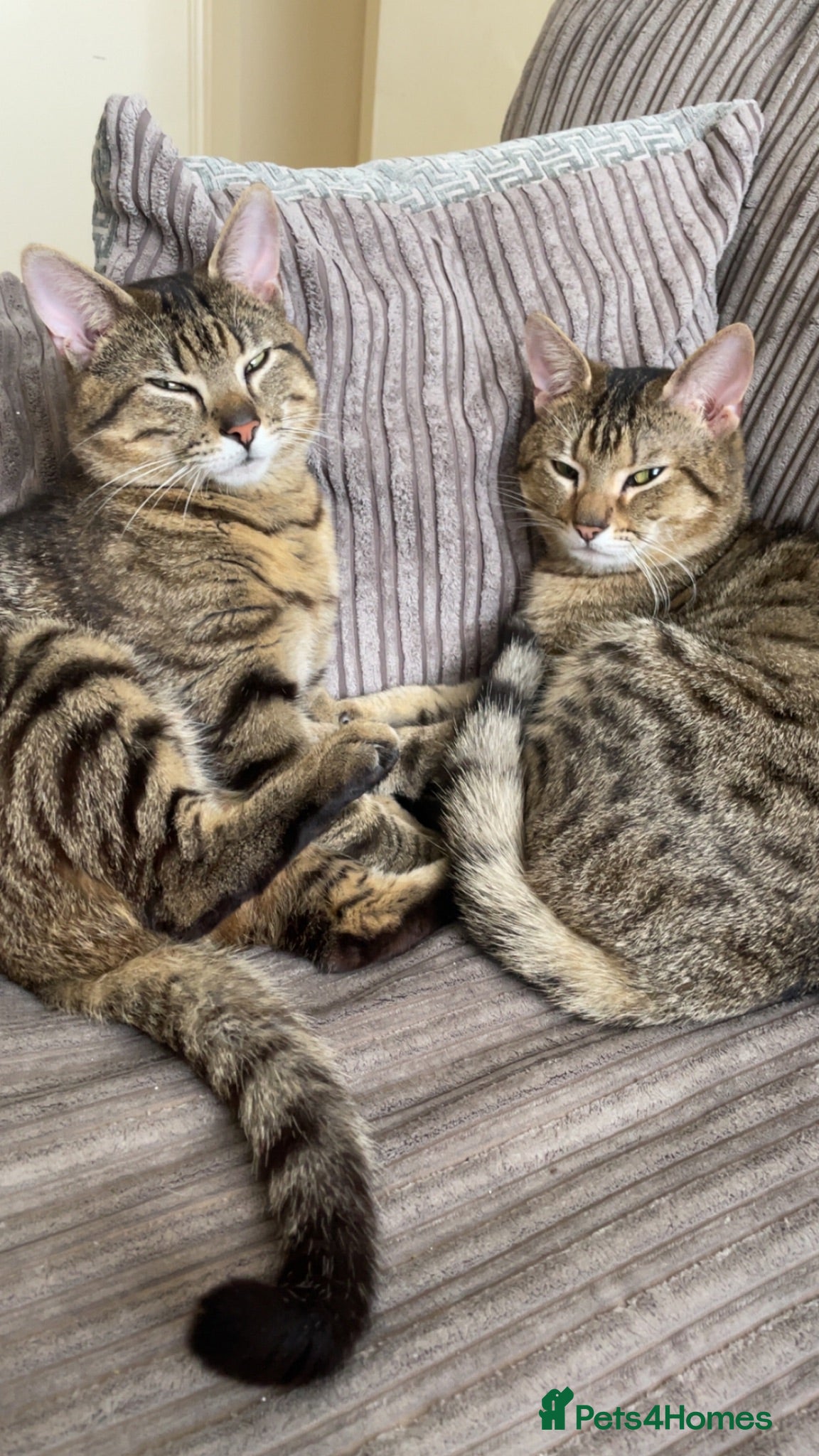 British Shorthair cats Two boys cats available  - Advert 1