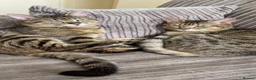 British Shorthair cats for sale: Two boys cats available  - Advert 1