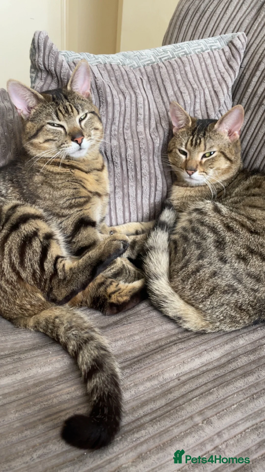British Shorthair cats for sale: Two boys cats available  - Advert 1