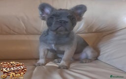 French Bulldog dogs for sale: KLASSY BULLZ KENNELS - KLASSY PUPZ ✨️ in Beckenham - Image 2