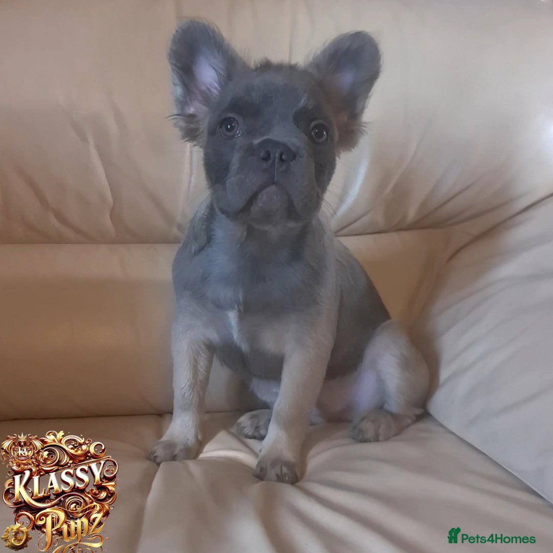 French Bulldog dogs for sale: KLASSY BULLZ KENNELS - KLASSY PUPZ ✨️ in Beckenham - Image 2