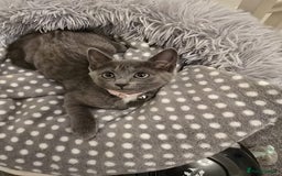 Russian Blue cats for sale: Female Russian blue kitten  - Image 10