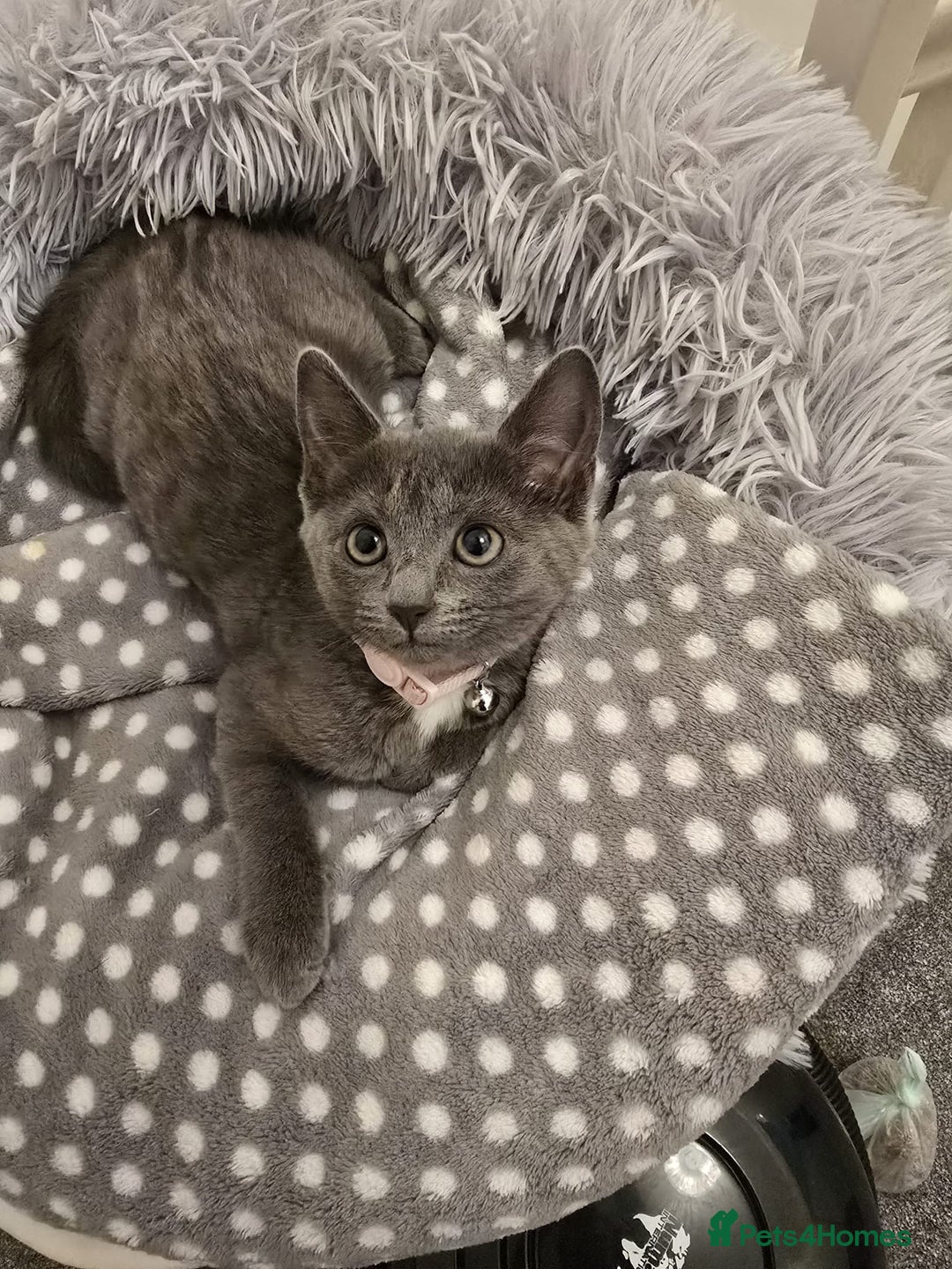Russian Blue cats for sale: Female Russian blue kitten  - Image 10