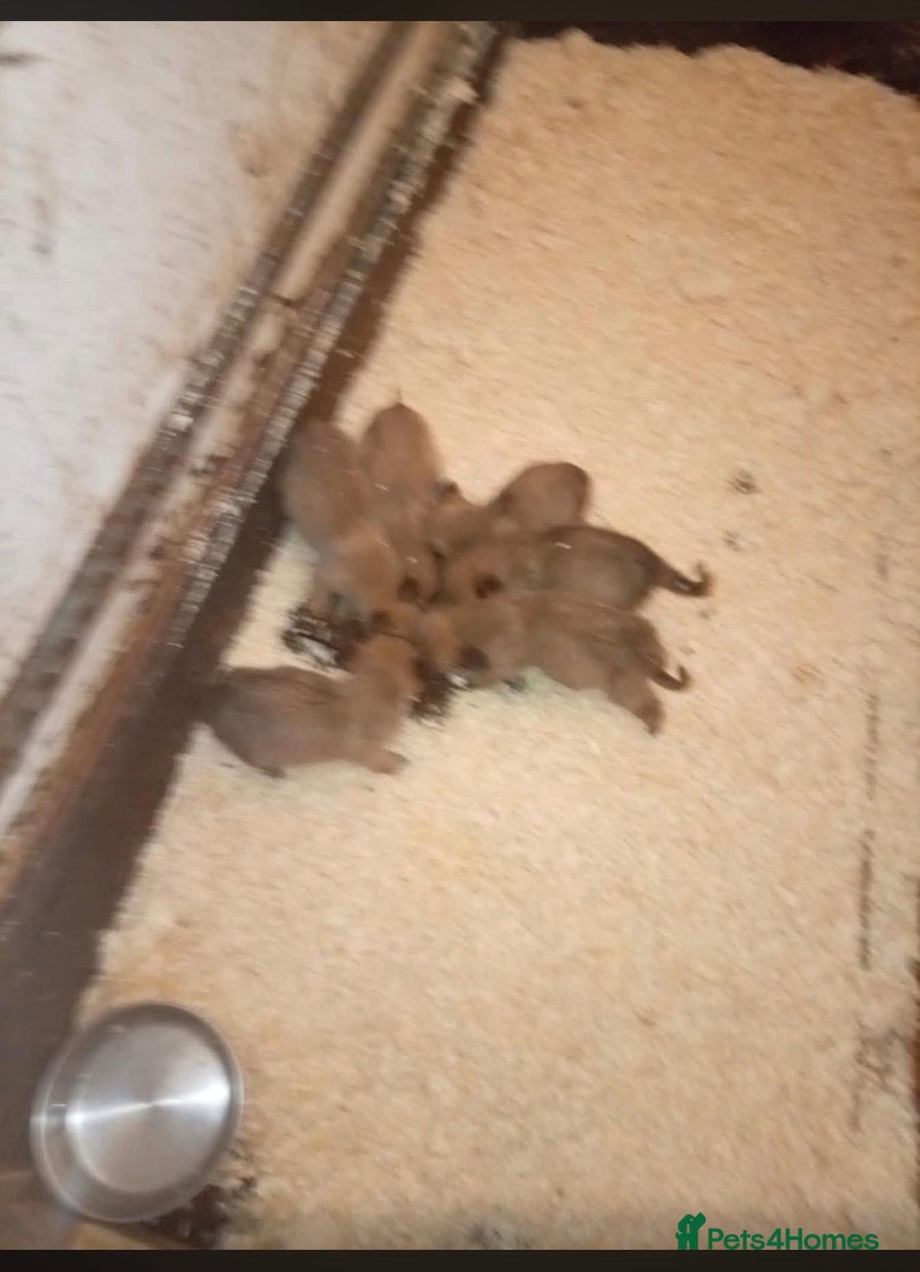 Mixed Breed dogs Belgian maliinois x Caucasian shepherd pups - Advert 16