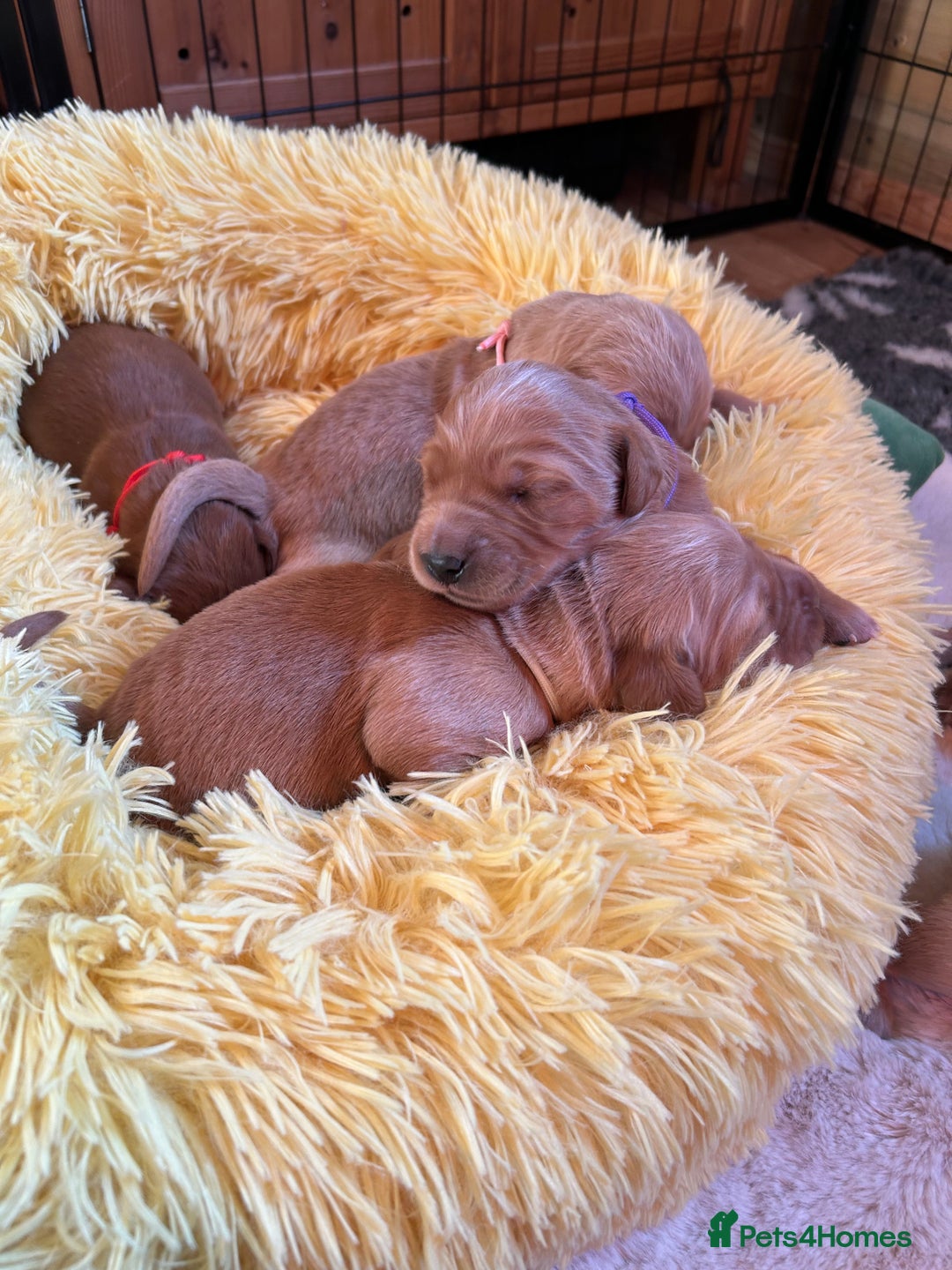 Golden Retriever dogs for sale: Lovely Litter 🐶 KC registered🐶health tested  - Advert 9