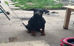 Dobermann dogs for sale: 🐕 Kennel Club Registered  - Image 2