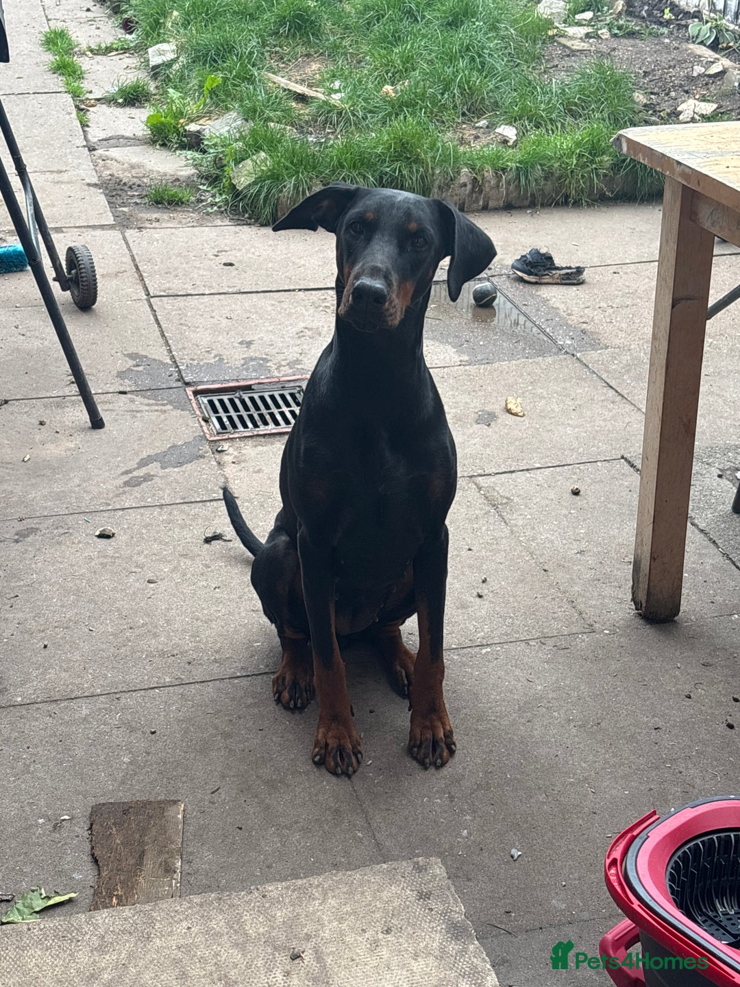 Dobermann dogs for sale: 🐕 Kennel Club Registered  - Image 2
