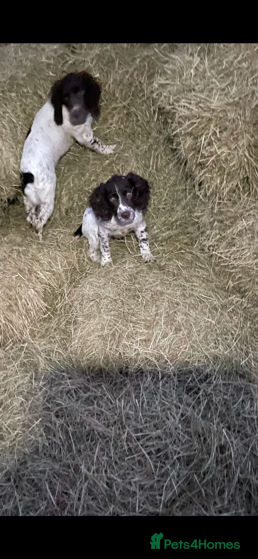 Sprocker dogs for sale: Beautiful Sprocker puppies - Advert 1