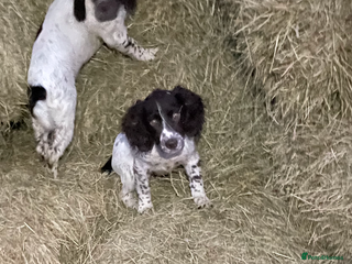Sprocker dogs Beautiful Sprocker puppies - Advert 1