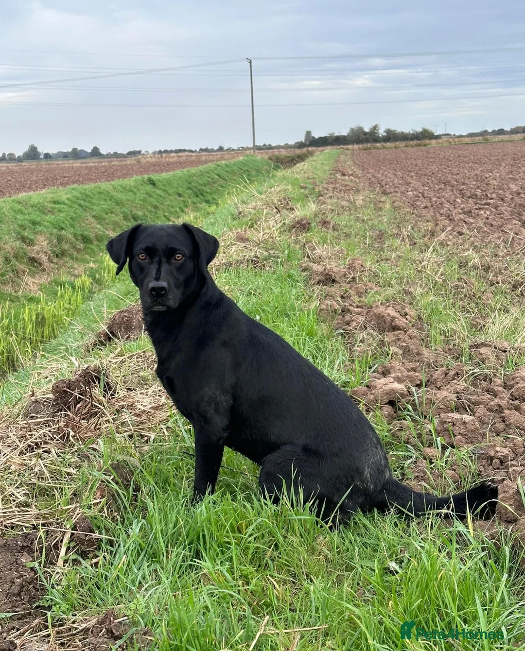 Mixed Breed dogs for sale: Labrador retriever cross - Advert 3