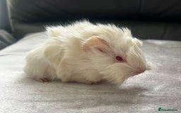 Guinea Pig rodents for sale: Stunning baby guinea pigs Abyssinian/ funkies - Image 7