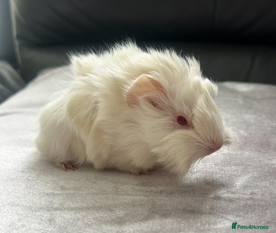 Guinea Pig rodents for sale: Stunning baby guinea pigs Abyssinian/ funkies - Image 7