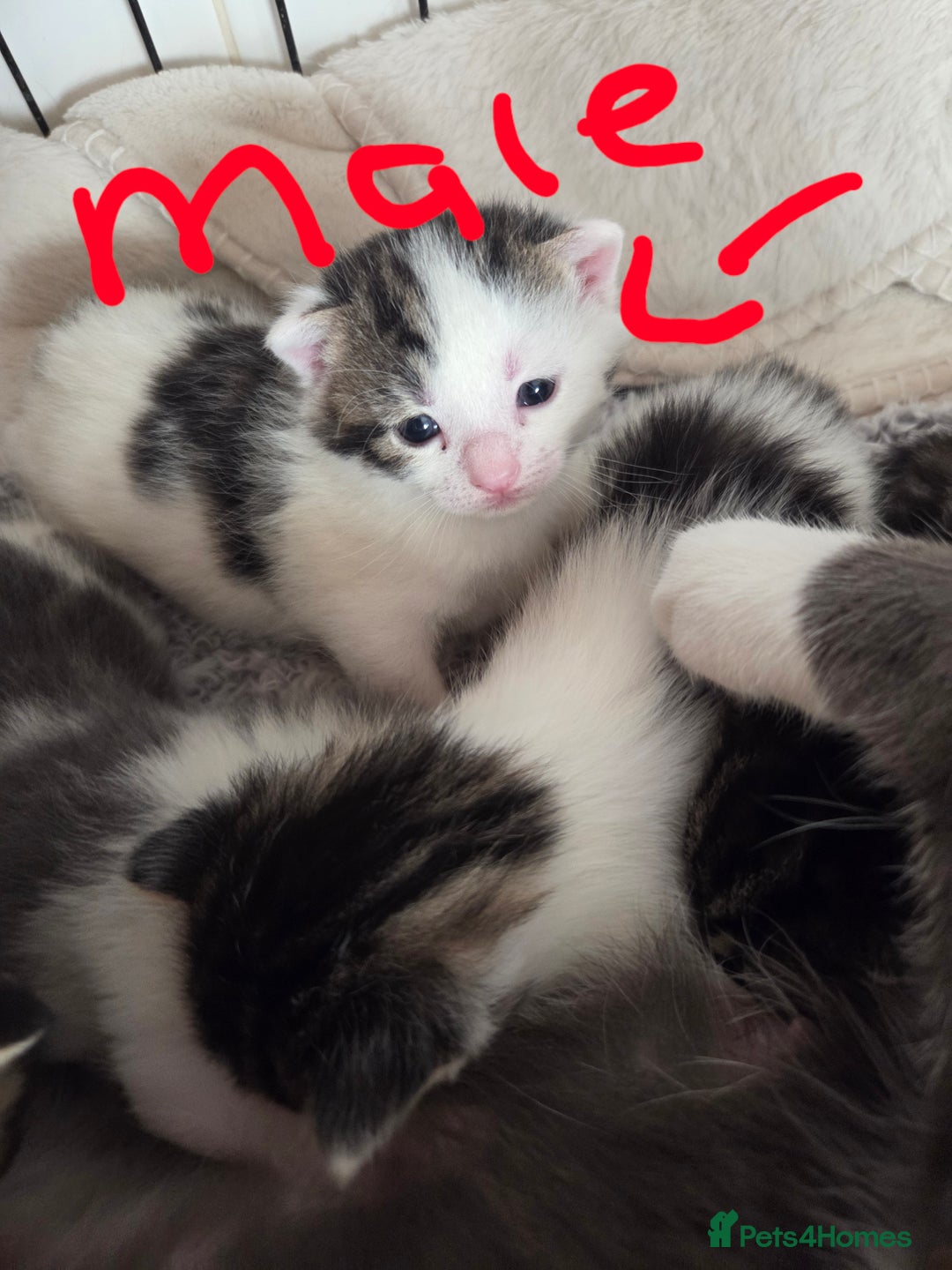 Mixed Breed cats for sale: 4 beautiful mixed breed kittens  - Advert 3