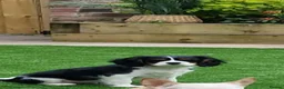 Cavalier King Charles Spaniel dogs for stud: Cavalier King Charles  in Rochdale - Advert 2