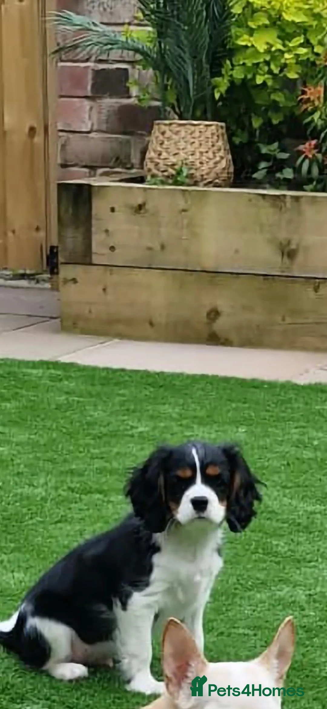 Cavalier King Charles Spaniel dogs for stud: Cavalier King Charles  in Rochdale - Advert 2