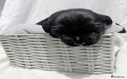 Cockerdor dogs for sale: YorkieCockerDor pups looking for forever homes  - Image 3