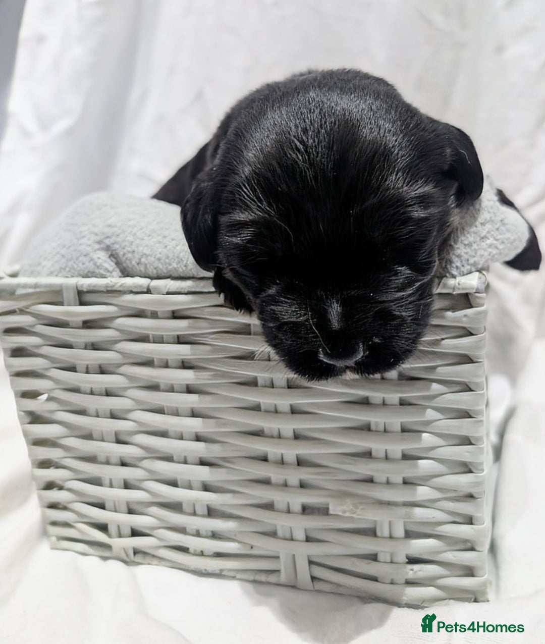 Cockerdor dogs for sale: YorkieCockerDor pups looking for forever homes  - Image 3