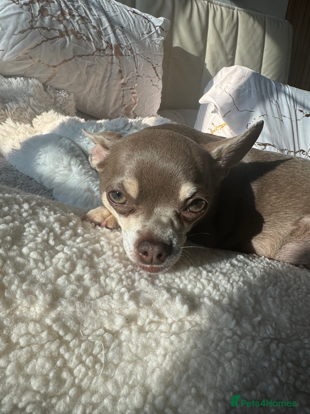 Chihuahua dogs for sale: LILAC GREY EYED CHIHUAHUA BOY - Advert 5