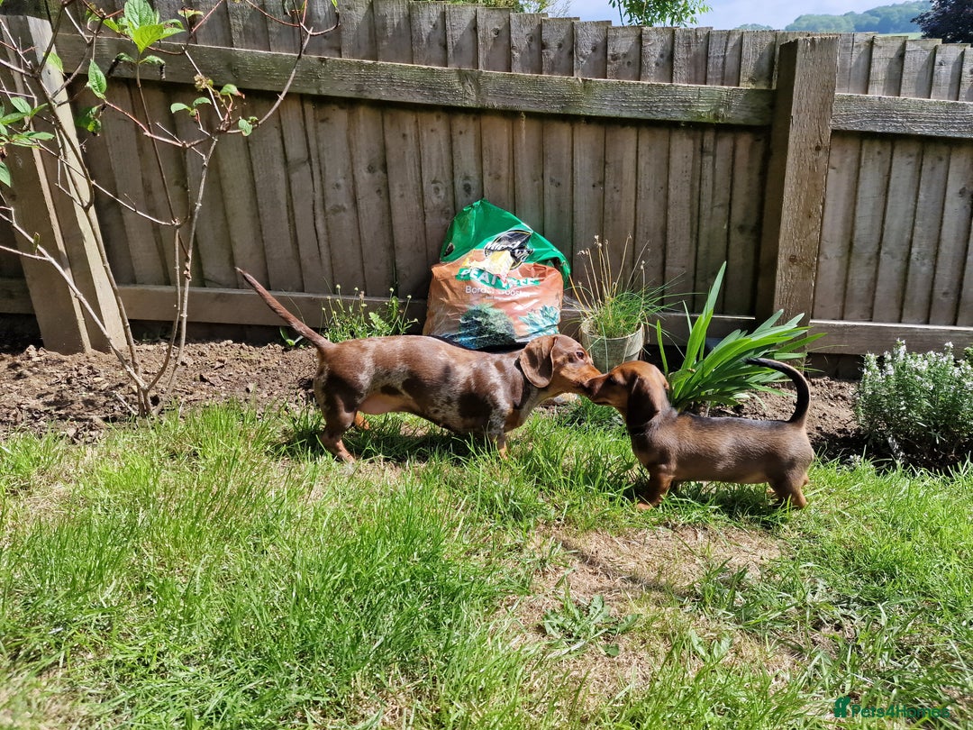 Dachshund dogs for sale: Champion sired, show quality miniature, ready now. - Image 5