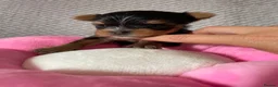 Yorkshire Terrier dogs for sale: Beautiful small Yorkshire Terrier Pedigree  in Peterborough - Advert 16