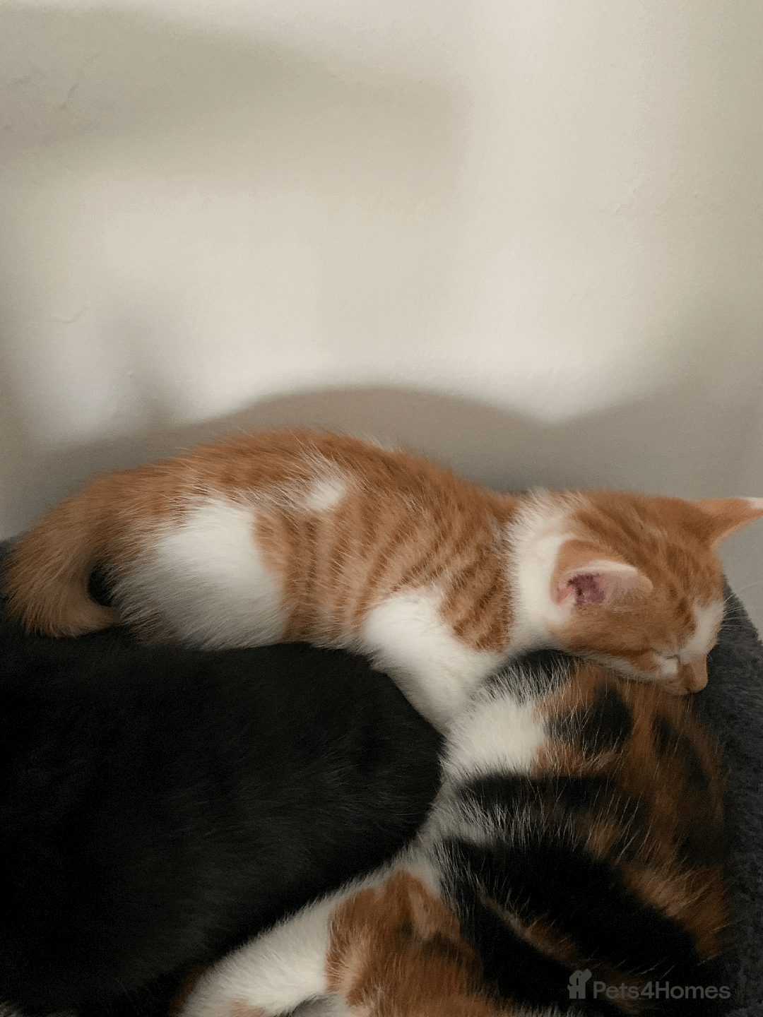 Mixed Breed cats for sale: gorgeous kittens male and female  - Image 13