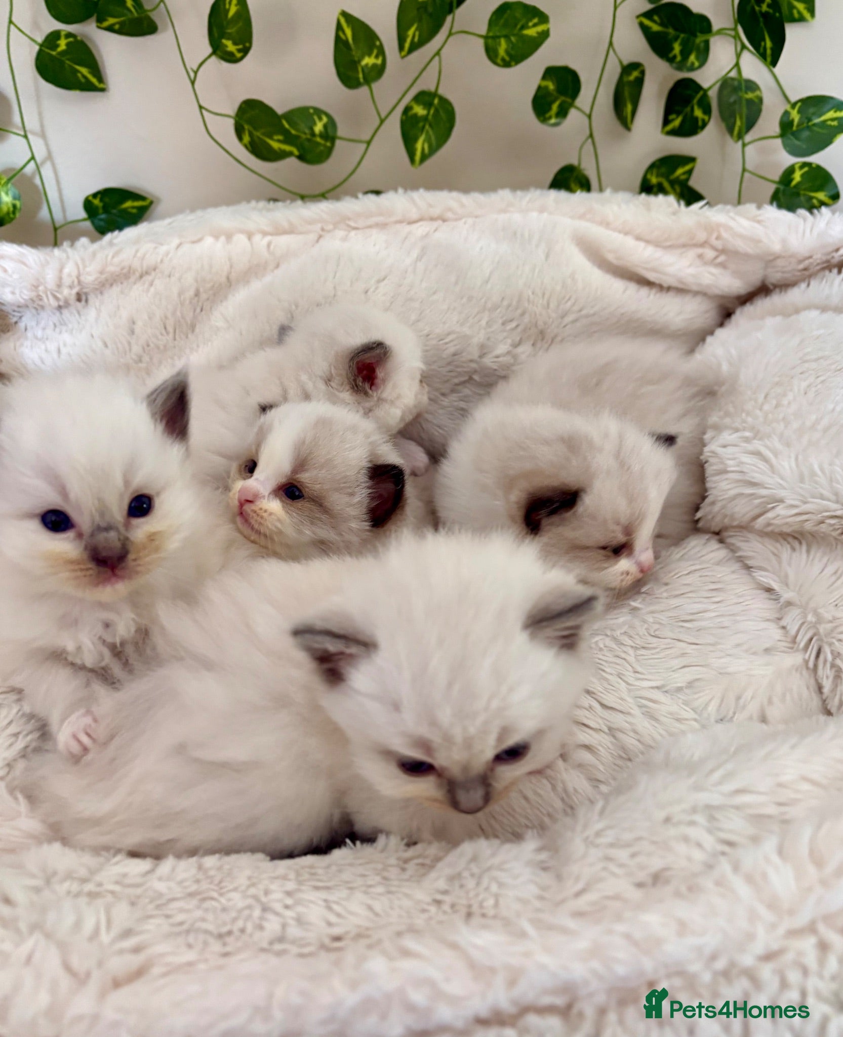 Ragdoll cats  Ragdoll kittens TICA pedigree  - Advert 7