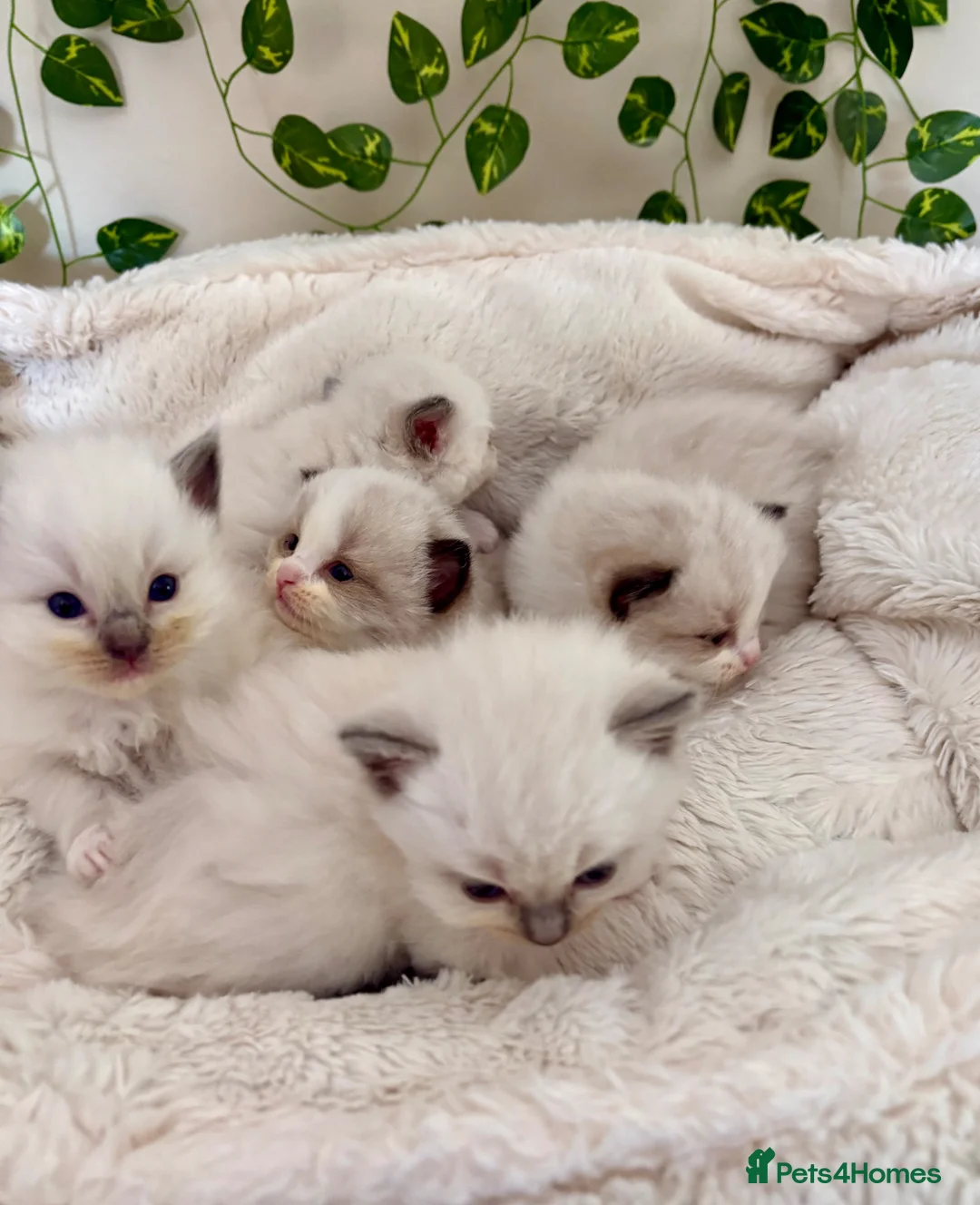 Ragdoll cats for sale: Beautiful Ragdoll kittens (5)  - Advert 2