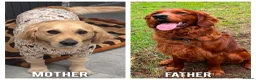 Golden Retriever dogs for sale: Lovely Golden Retriever Puppy's  - Advert 4