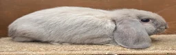 Dwarf Lop rabbits for sale: Dwarf Lop Baby Bucks  - Advert 2