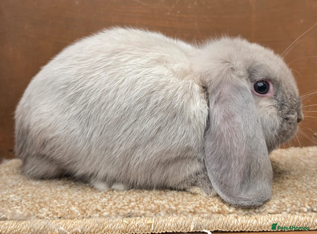 Dwarf Lop rabbits for sale: Dwarf Lop Baby Bucks  - Advert 2