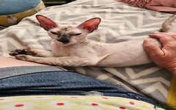Siamese cats for sale: Siamese X Sphynx kittens - Image 37