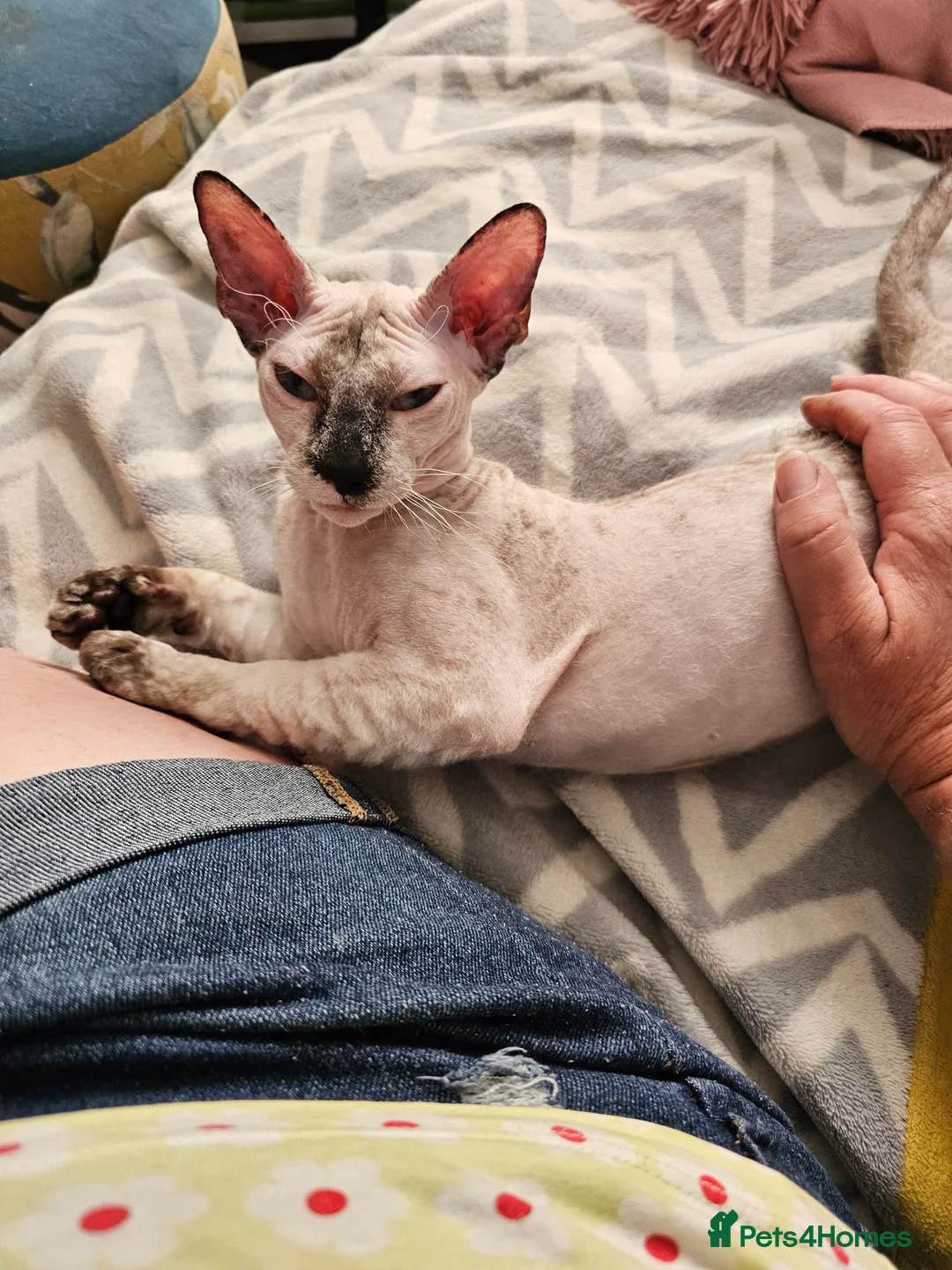 Siamese cats for sale: Siamese X Sphynx kittens - Advert 23