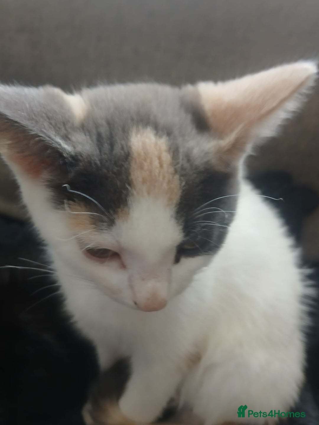 Domestic Shorthair cats for sale: 🐾 9 Beautiful Kittens - Image 23