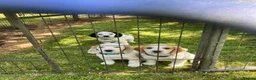 Cocker Spaniel dogs for sale: Working Cocker Spaniels, KC Reg & DNA clear - Advert 8