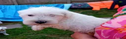 Miniature Schnauzer dogs for sale: KC Registered Miniature Shnauzers  in Preston - Advert 6