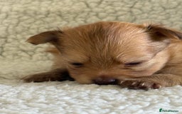 Pomeranian dogs for sale:  Adorable Pomeranian puppies  - Image 15