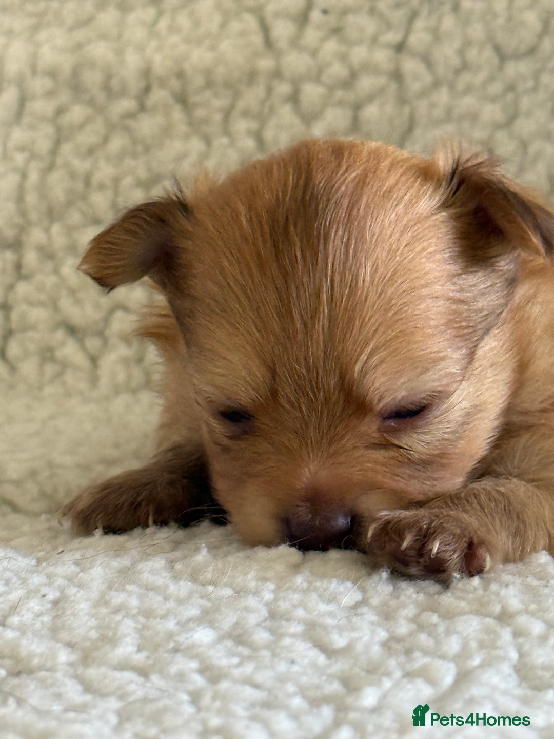 Pomeranian dogs for sale:  Adorable Pomeranian puppies  - Image 15