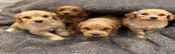Cockapoo dogs for sale: Stunning Cockapoo puppies  - Advert 10