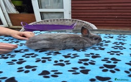 Netherland Dwarf rabbits for sale: 2 male bucks ready for forever homes - Image 12