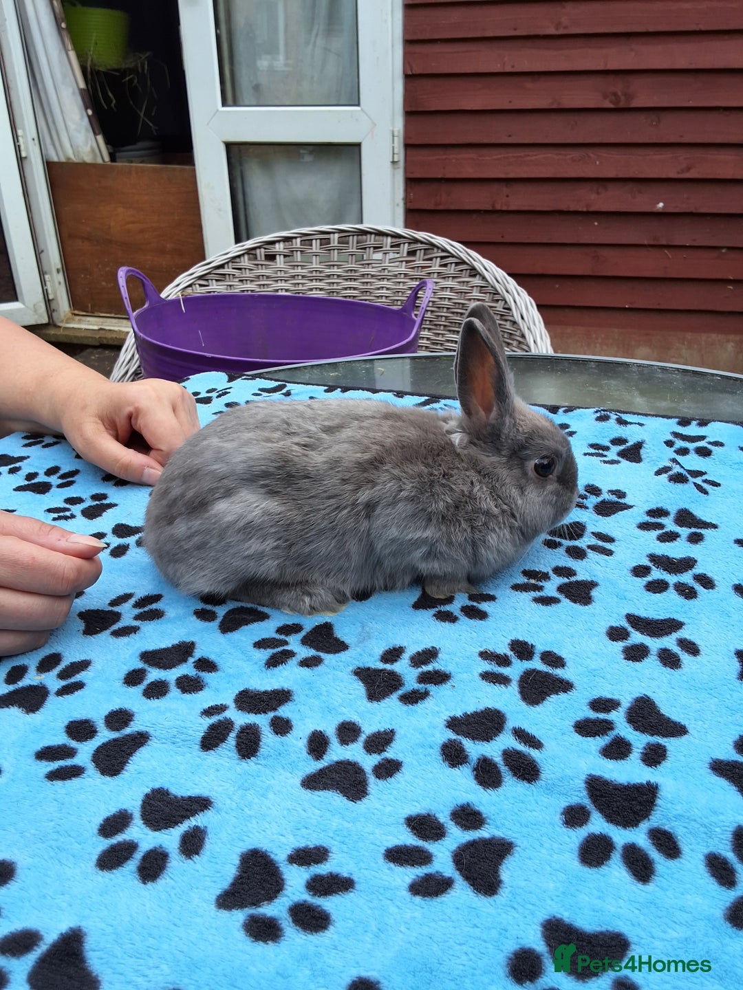 Netherland Dwarf rabbits for sale: 2 male bucks ready for forever homes - Image 12