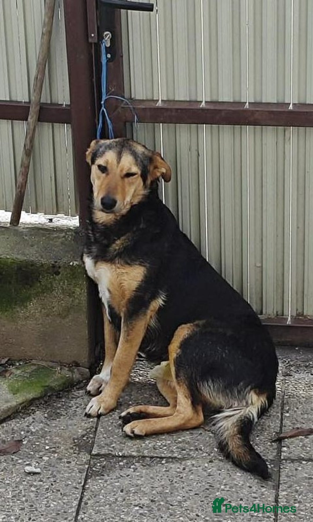 Mixed Breed dogs for adoption: LARISA - a gentle&beautiful girl for a Loving Home - Advert 7