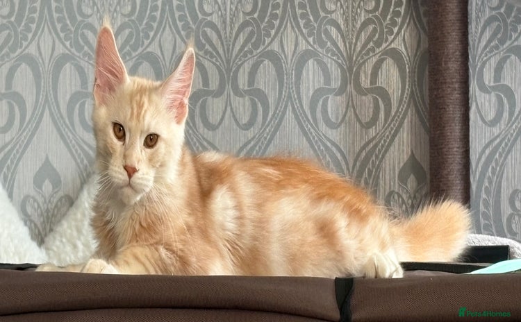 Maine Coon cats - Advert 8