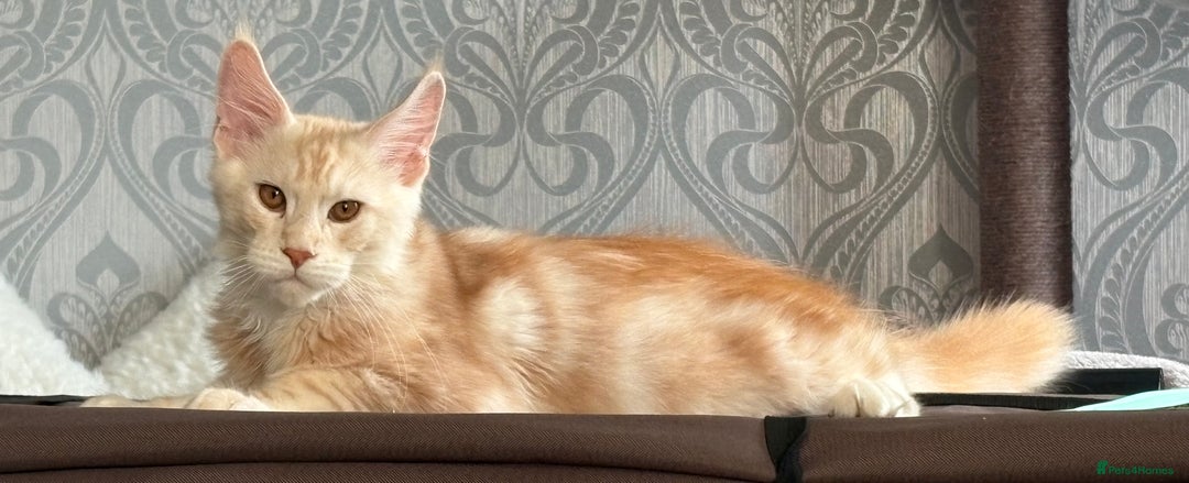 Maine Coon cats for sale: Perfect red cream boy  - Image 1