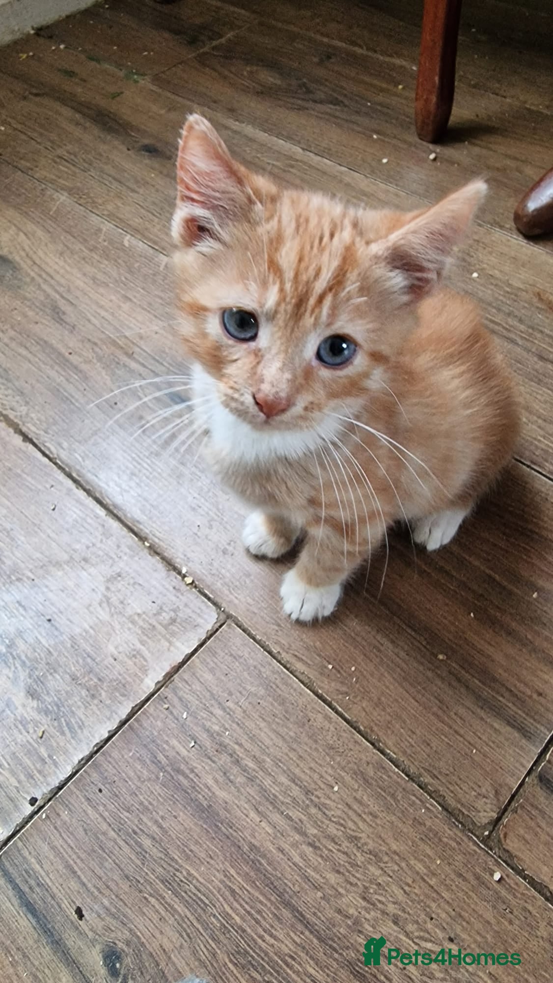 Mixed Breed cats Kittens for sale in Winsford - Advert 2