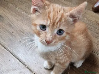 Mixed Breed cats Kittens for sale in Winsford - Advert 1