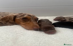 Miniature Dachshund dogs for sale: Miniature daschunds   - Image 8