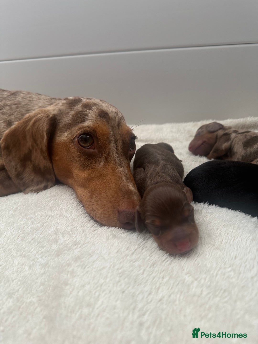 Miniature Dachshund dogs for sale: Miniature daschunds   - Image 8