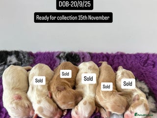 Cavapoo dogs - Advert 12
