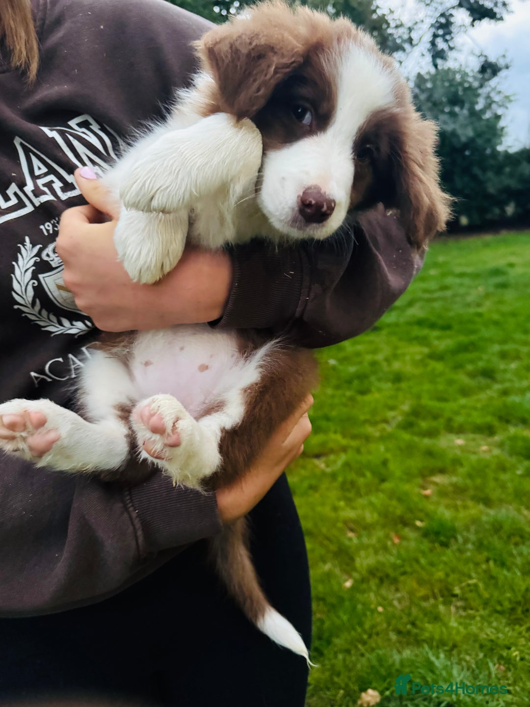 Border Collie dogs for sale: Kennel Club Border Collie Puppies For Sale - Image 34